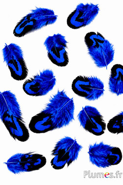 Fagiano di Reeves - 2-4 cm - blu